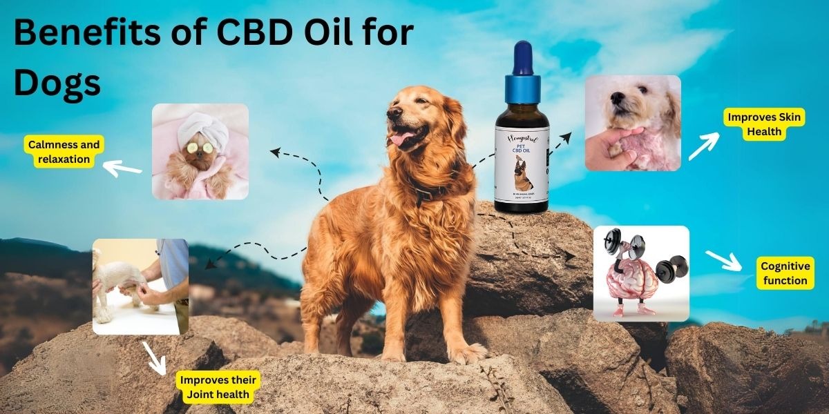 Cannabidiol oil India